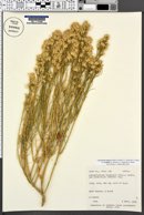 Ericameria nauseosa var. oreophila image