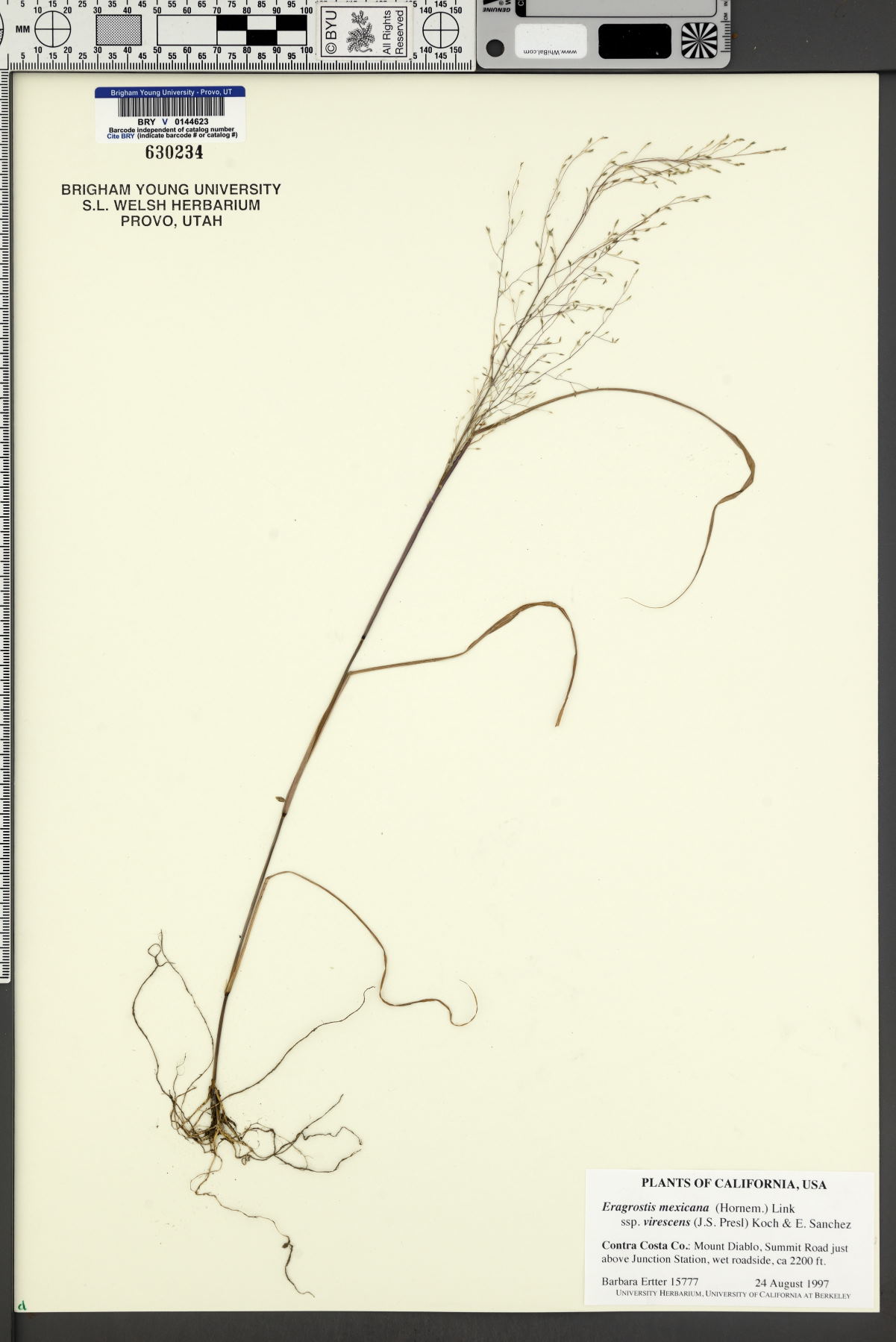 Eragrostis mexicana subsp. virescens image