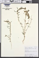 Amaranthus fimbriatus image