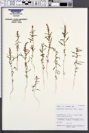 Amaranthus fimbriatus image