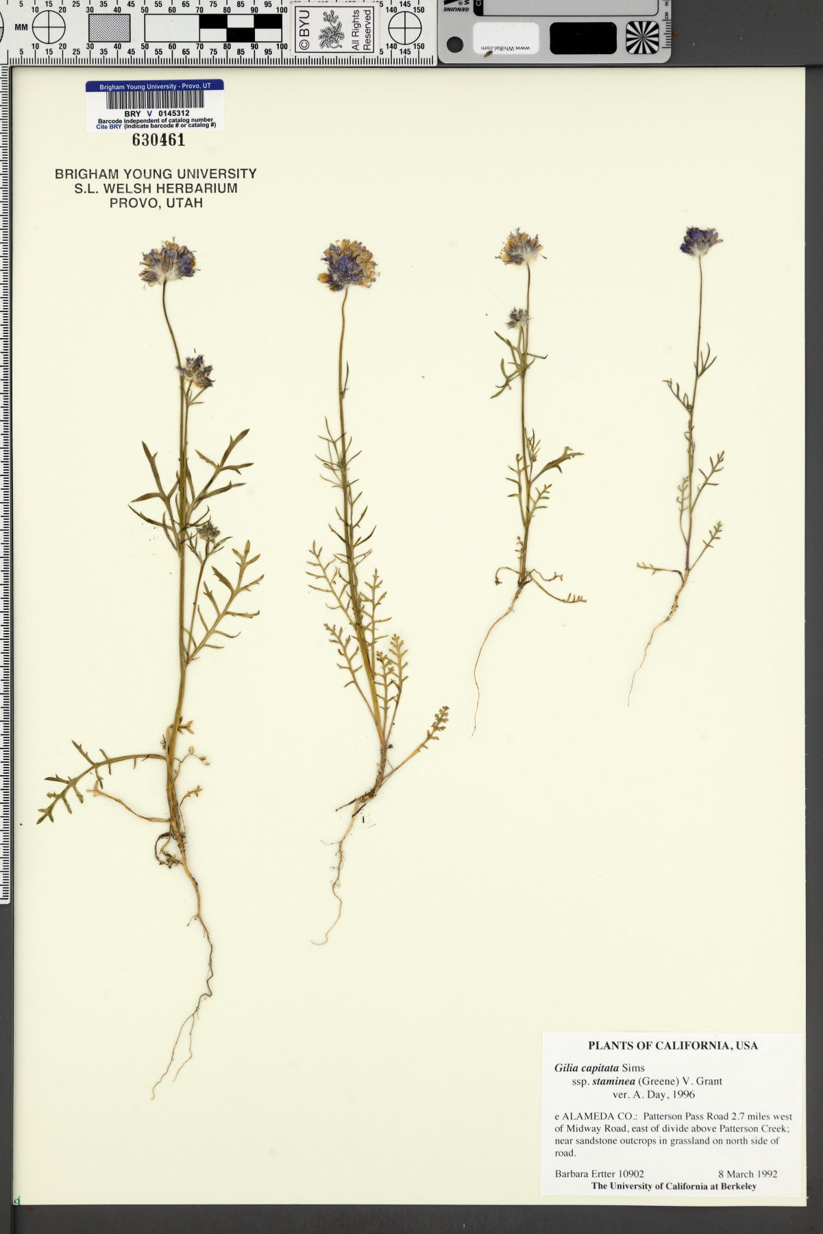 Gilia capitata subsp. staminea image