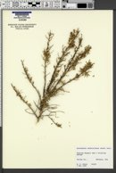 Sarcobatus vermiculatus image