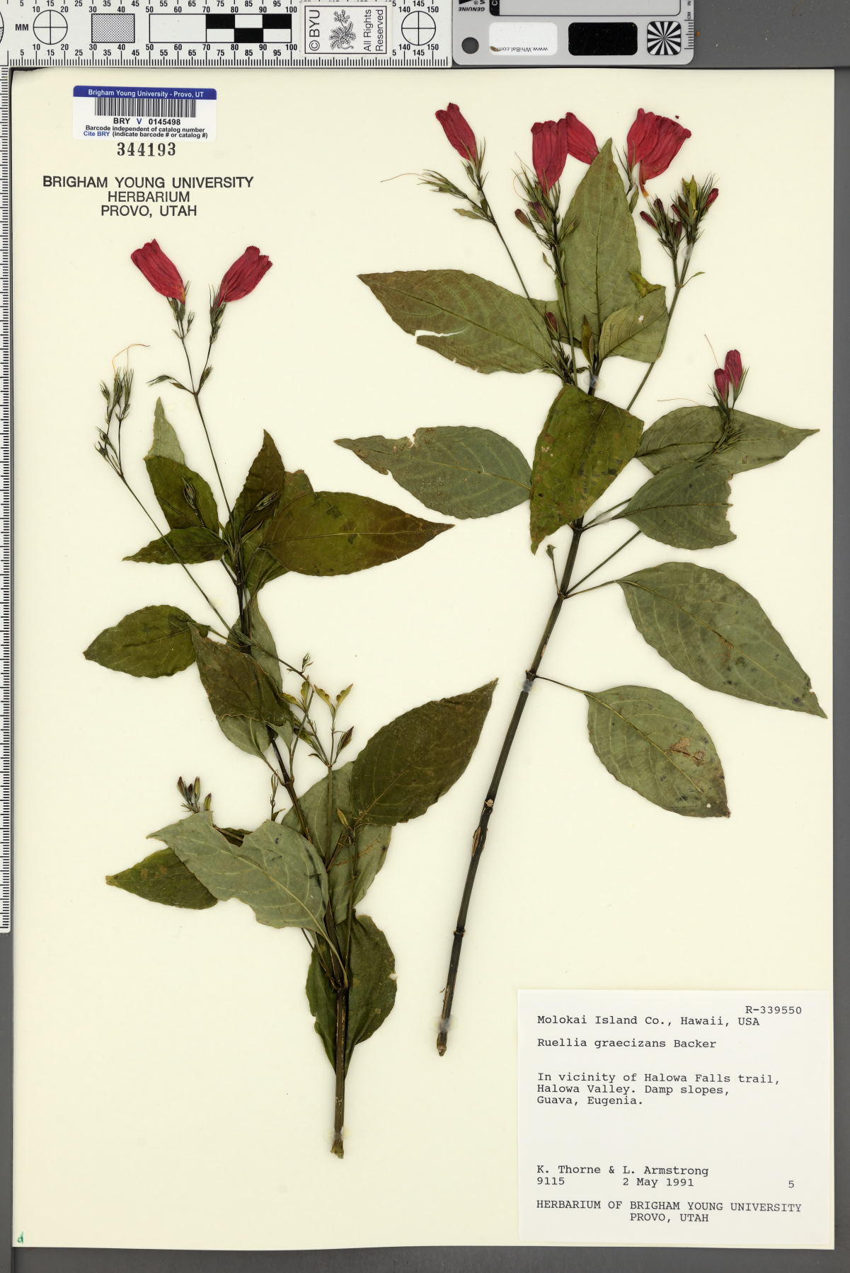 Ruellia graecizans image