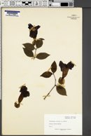 Thunbergia erecta image