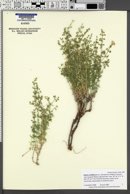 Galium coloradoense image