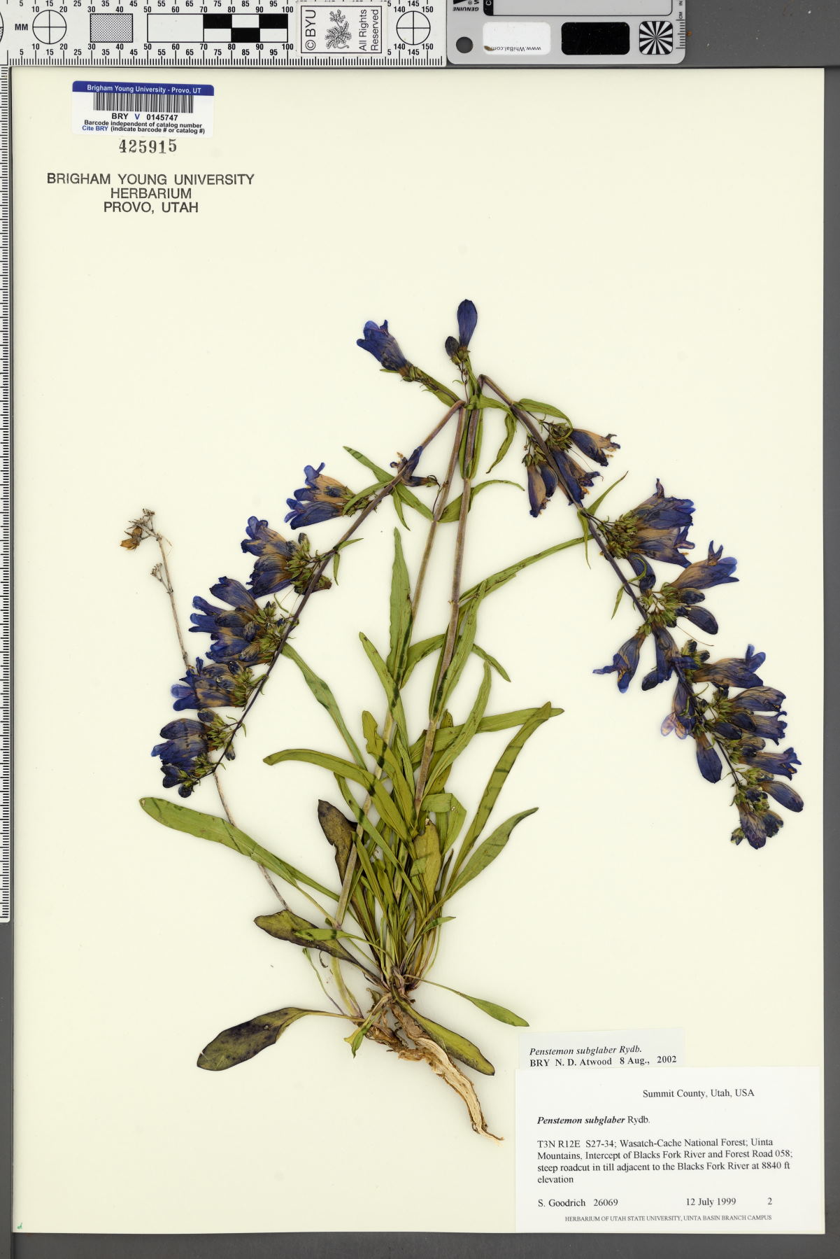 Penstemon subglaber image