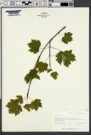 Acer glabrum image