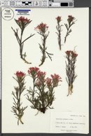 Castilleja chromosa image