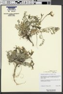 Astragalus chamaeleuce image