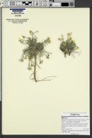 Physaria intermedia image