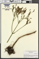 Verbena brasiliensis image