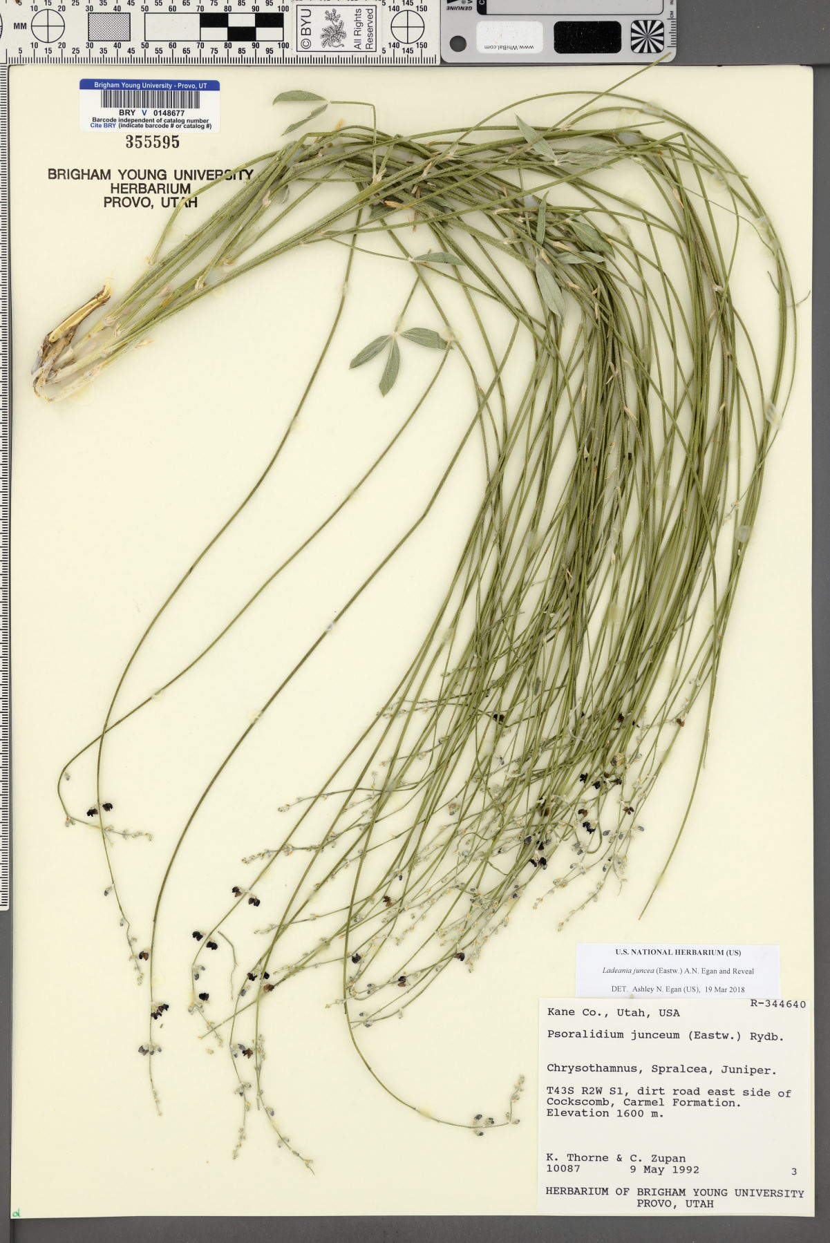 Ladeania juncea image