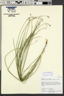 Ladeania juncea image