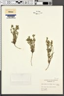 Cryptantha crassisepala image