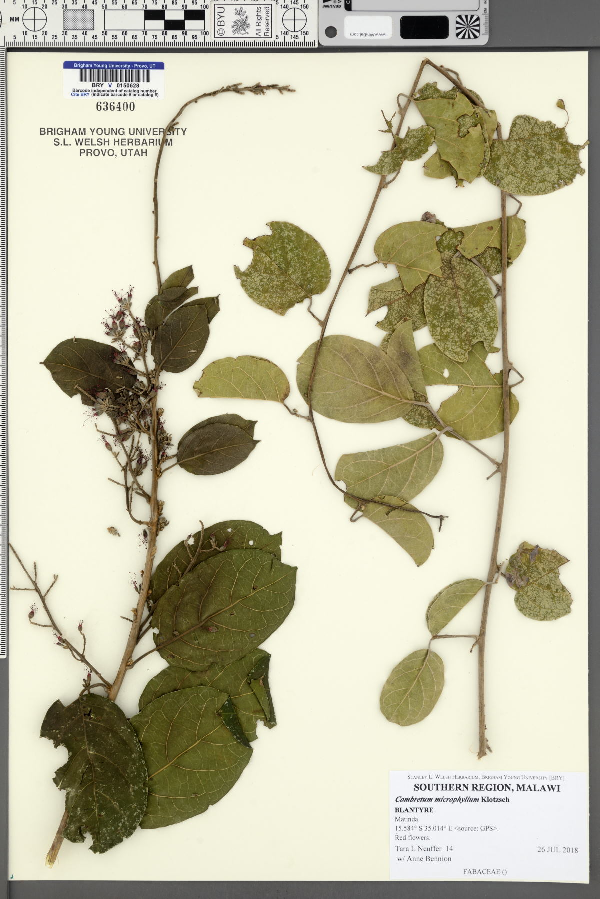 Combretum microphyllum image