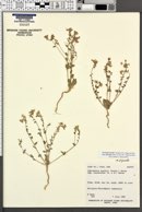 Eremothera boothii image