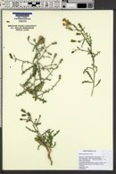 Stephanomeria parryi image