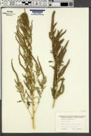 Amaranthus hybridus image