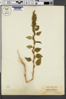 Amaranthus retroflexus image