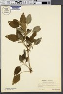 Amaranthus retroflexus image