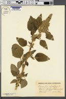 Amaranthus retroflexus image