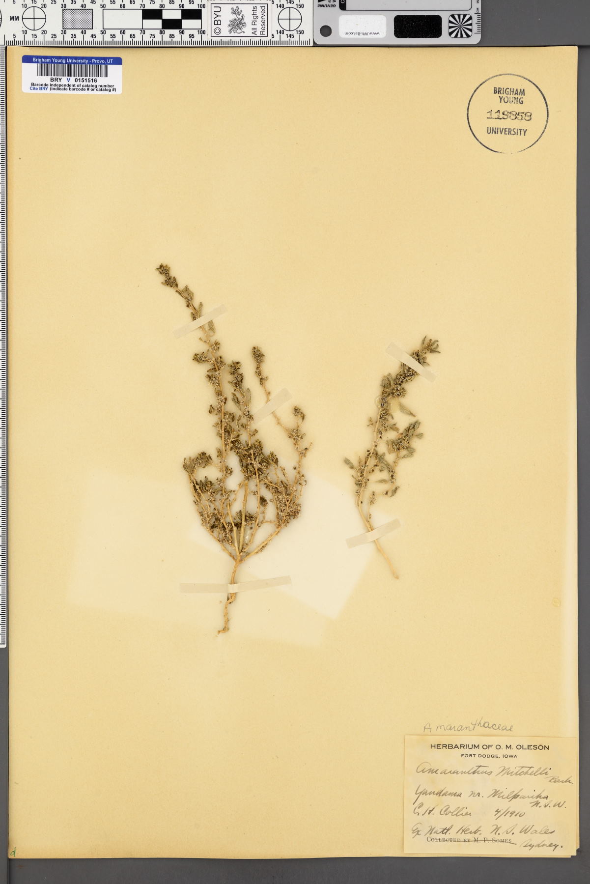 Amaranthus mitchellii image