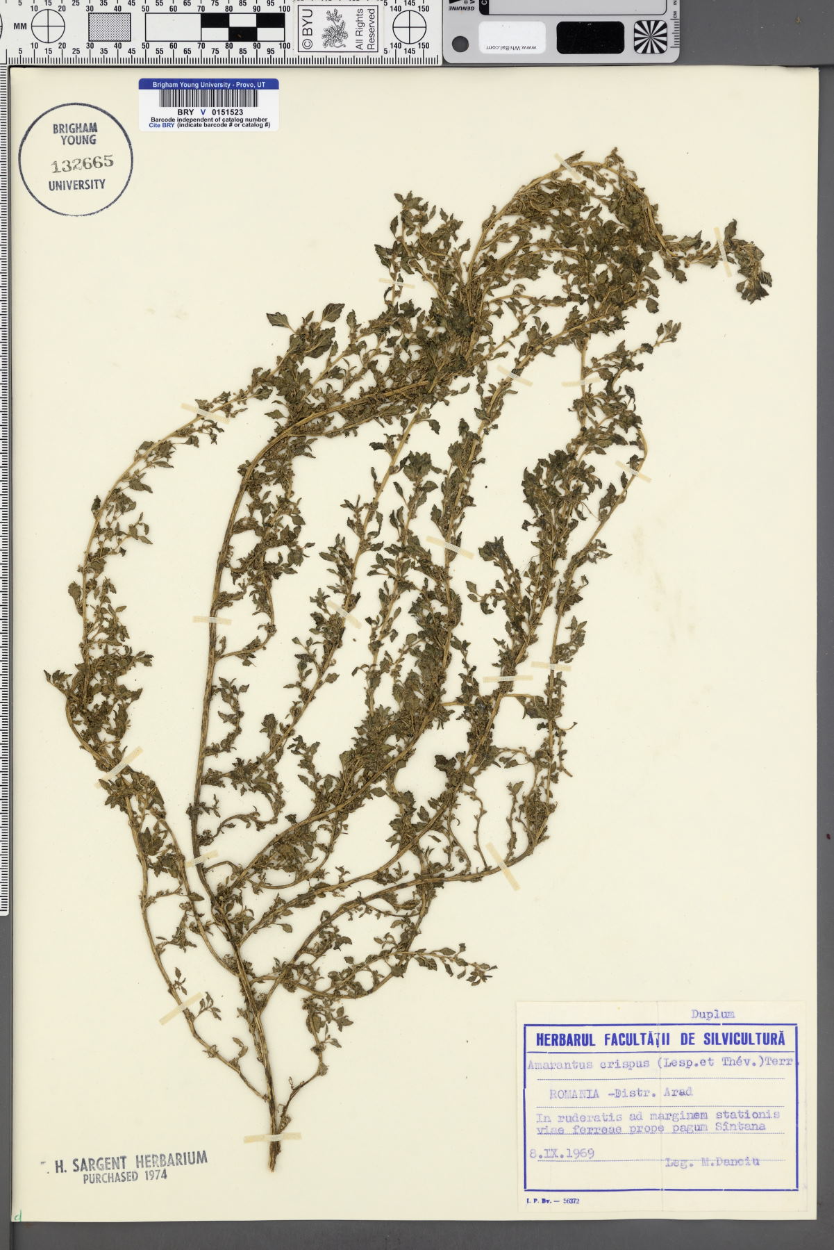 Amaranthus crispus image