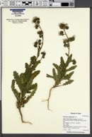 Phacelia integrifolia image