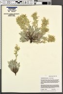 Oreocarya flavoculata image