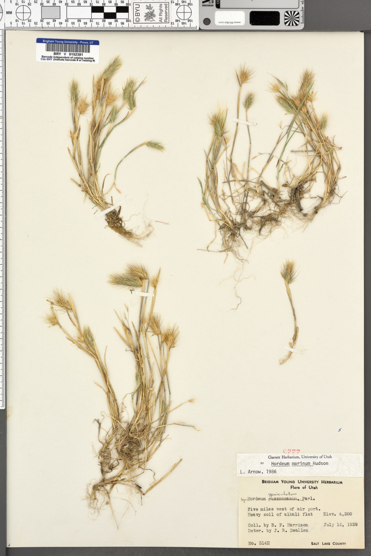 Hordeum marinum image