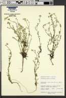 Cryptantha gracilis image