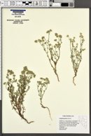 Cryptantha gracilis image