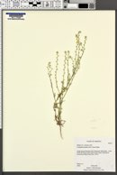 Cryptantha decipiens image