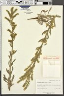 Oreocarya elata image