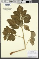 Angelica hendersonii image