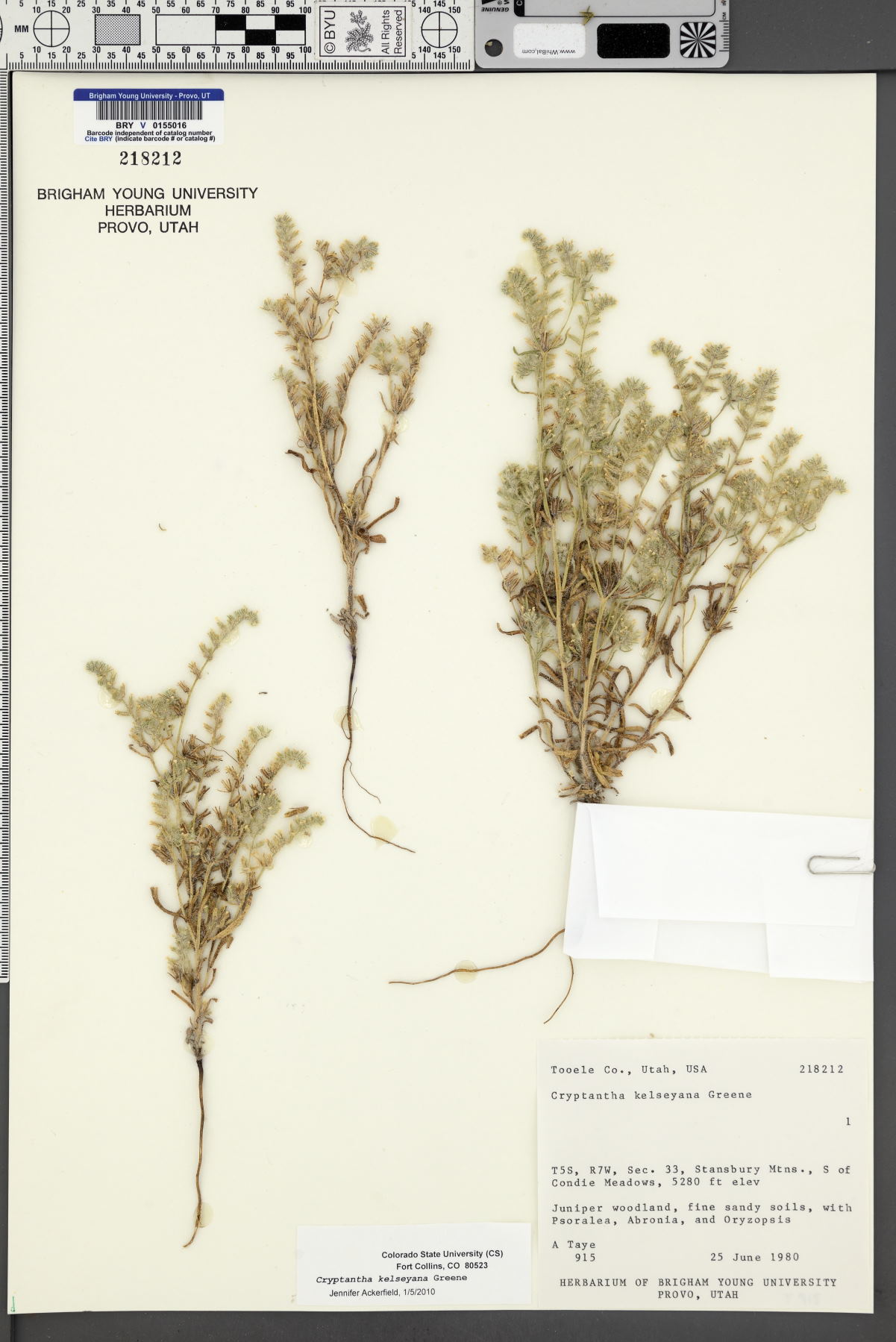 Cryptantha kelseyana image