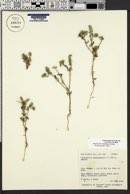 Cryptantha kelseyana image