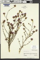 Dalea pulchra image