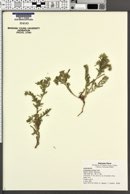 Cryptantha minima image