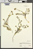 Cryptantha nevadensis image