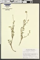 Cryptantha nevadensis image