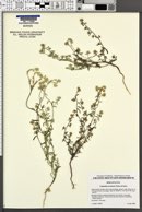 Cryptantha nevadensis image