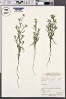 Cryptantha pterocarya image