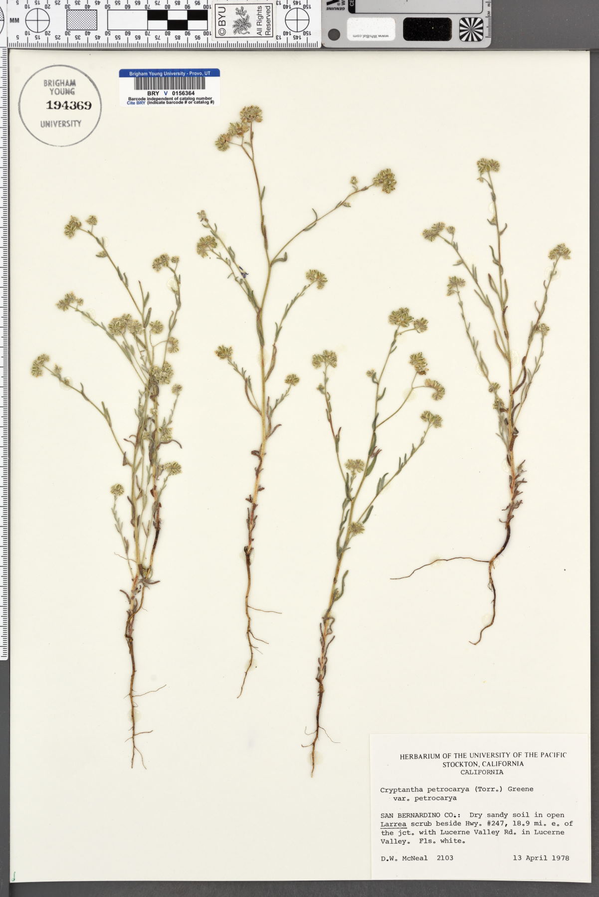 Cryptantha pterocarya var. pterocarya image