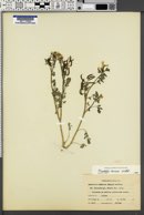 Corydalis aurea image