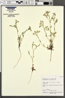 Cryptantha recurvata image