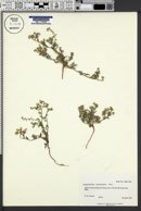 Cryptantha recurvata image