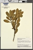 Balanops sparsifolia image