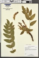 Mahonia nervosa image