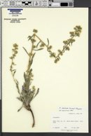 Cryptantha sericea image